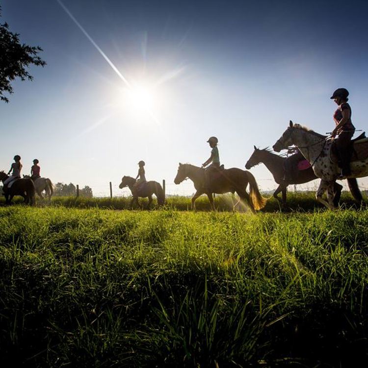 Een groep ruiters in de grasvelden