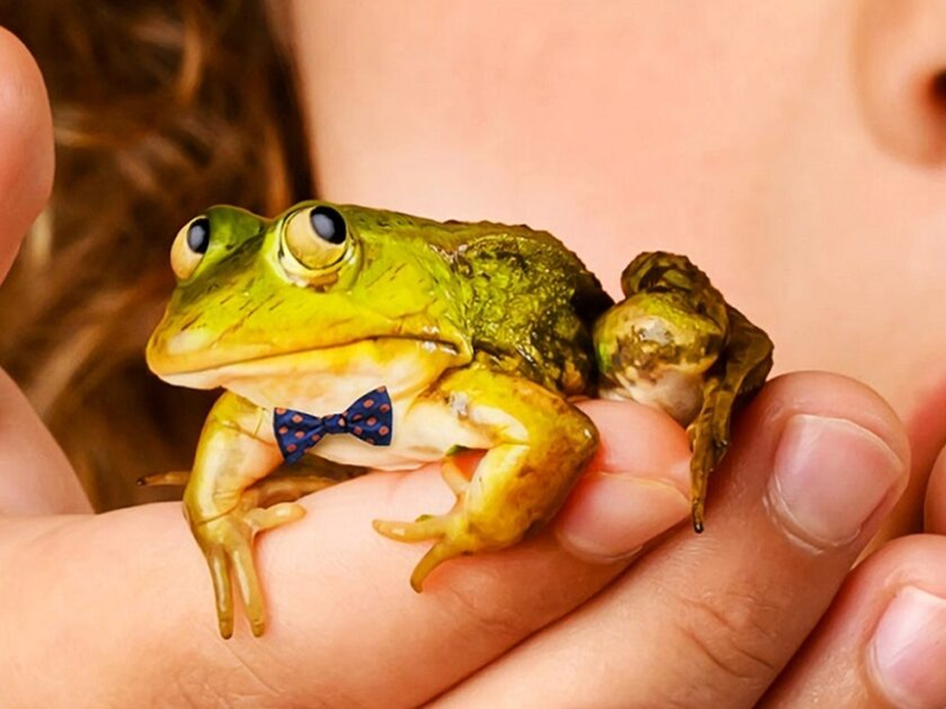 Meester Kikker - De Grote Haay