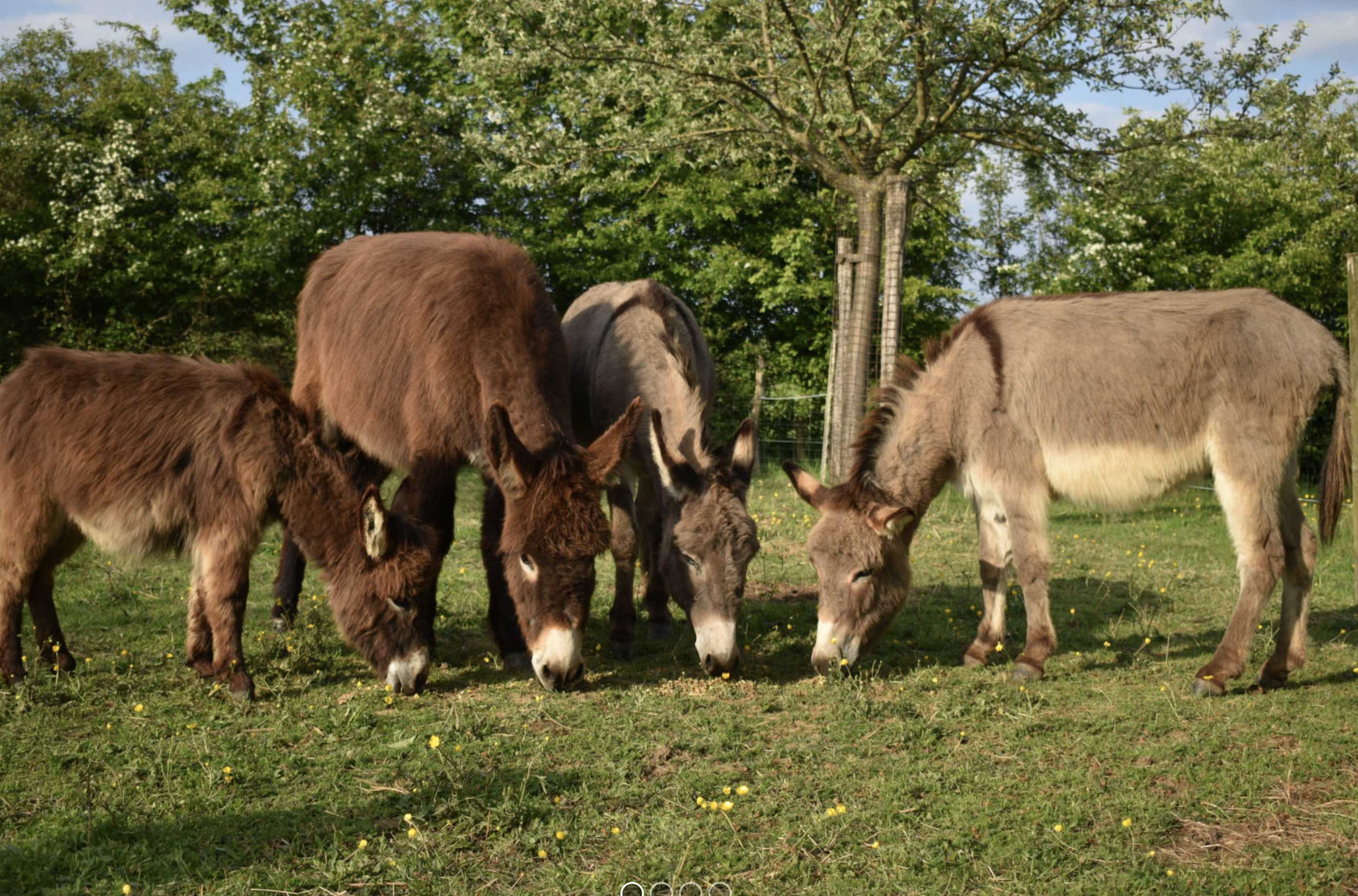 Romeins Knoevele - Zomerfestival Voerendaal
