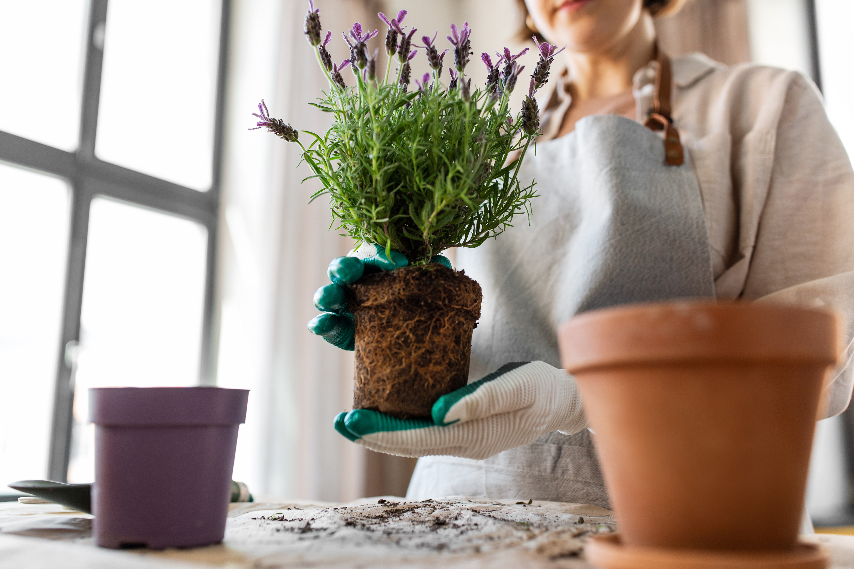 Workshop Werken aan de Groene Stad, in jouw tuin!